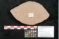 Foto (Objekt + Etikett) von Plantae indet.  (NHMW-GEO-2024-0188-10389)